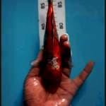Antikan ukur 20cm