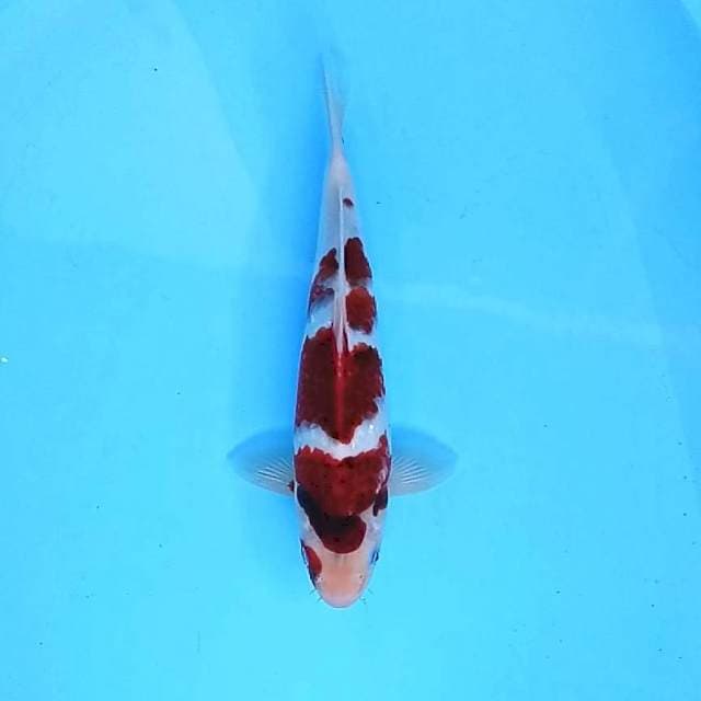 Goromo # 29cm