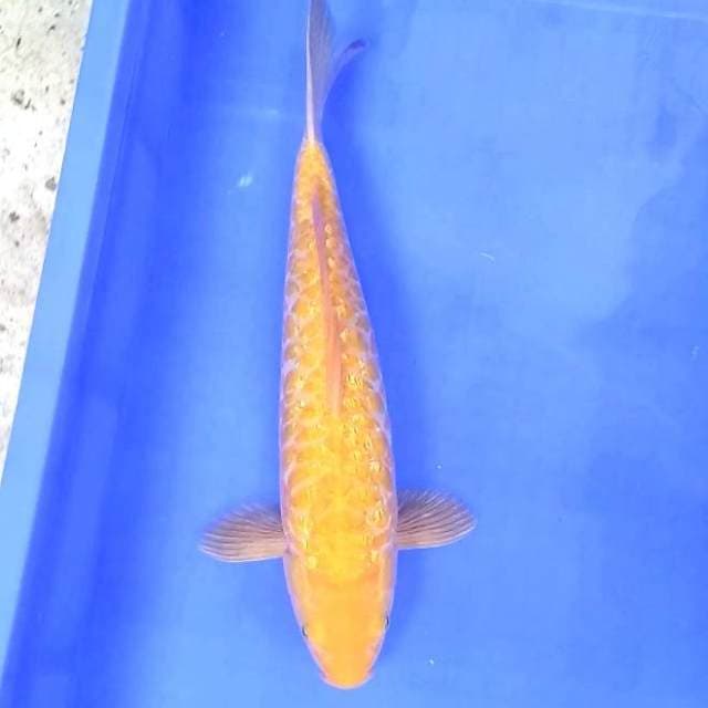 Naga Ginrin # 38cm
