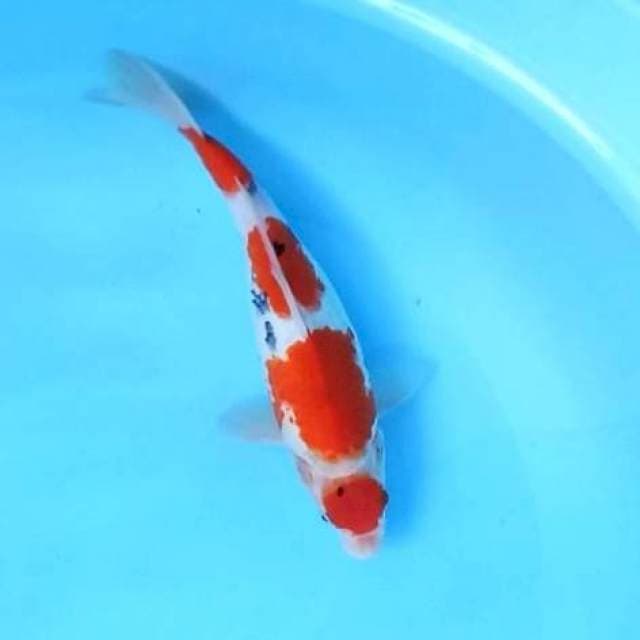 Maruten Sanke # 28cm