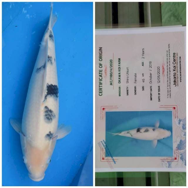 Okawa Jumbo Female Shiro