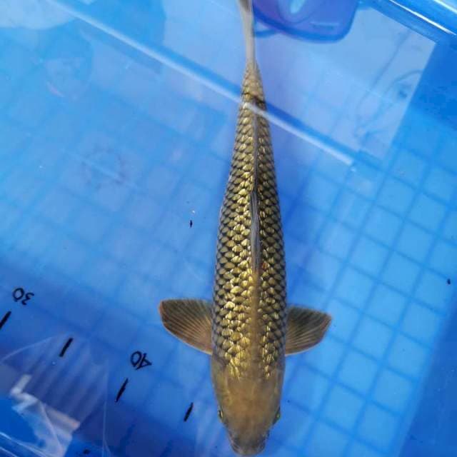Midori 35cm istimewa