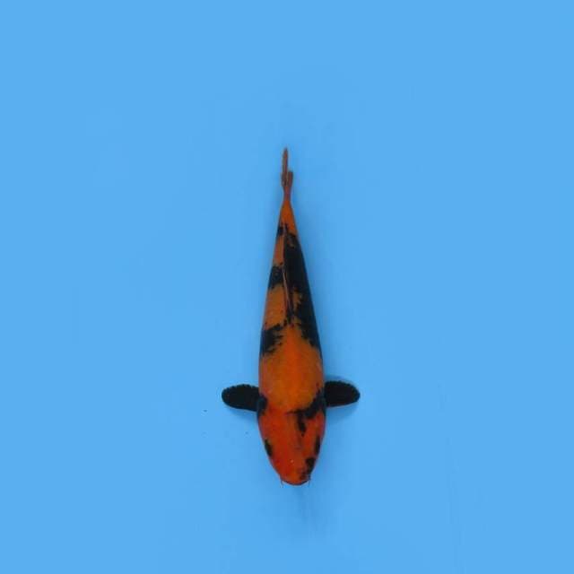 NEAR KOI - 27CM - UTSURI