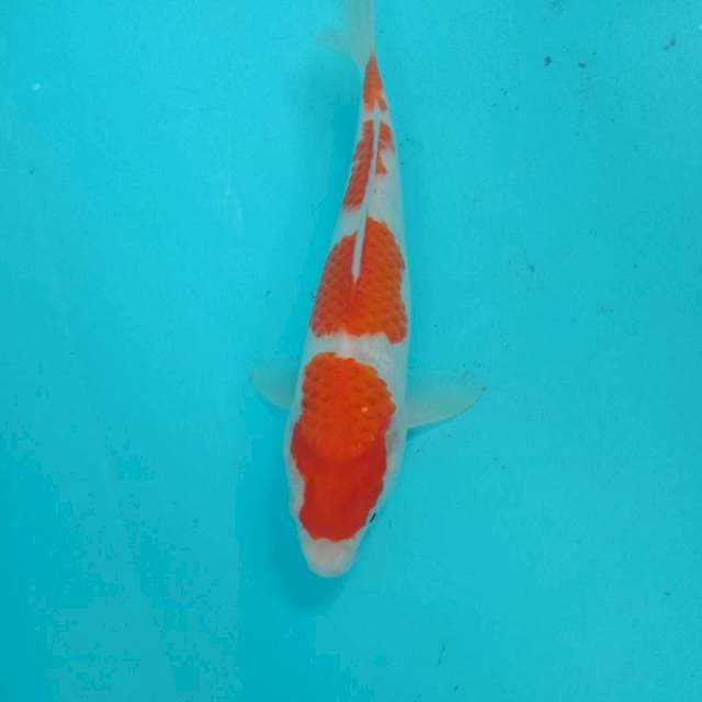 Kohaku, 24 cm