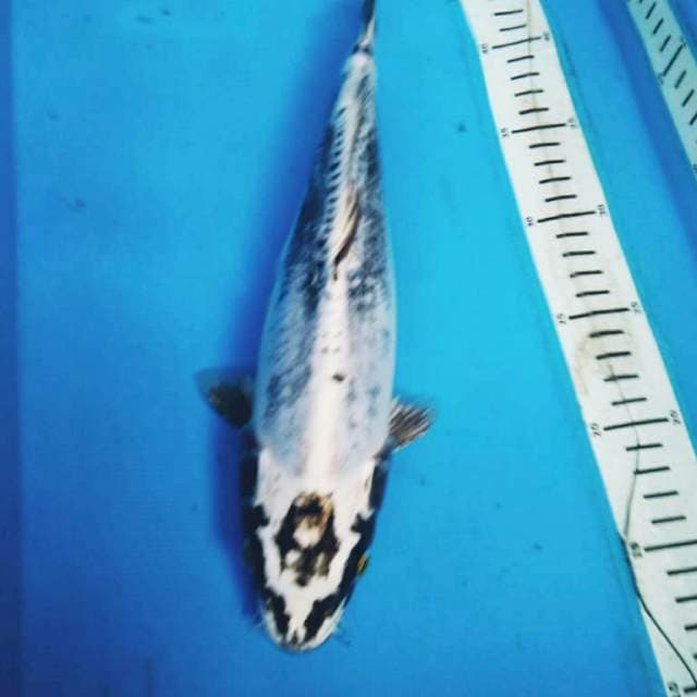 KIKOKuRyU 34 cm
