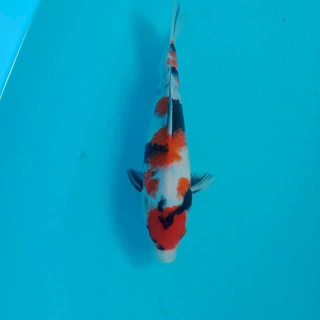 Maruten Showa, 25 cm