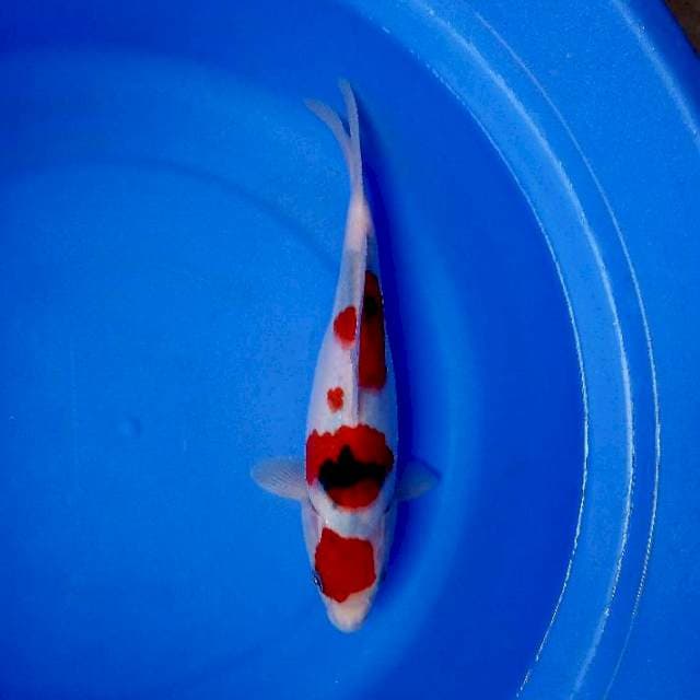 Sanke 26cm