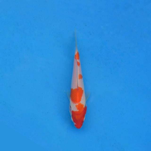 Kohaku Ori F1
