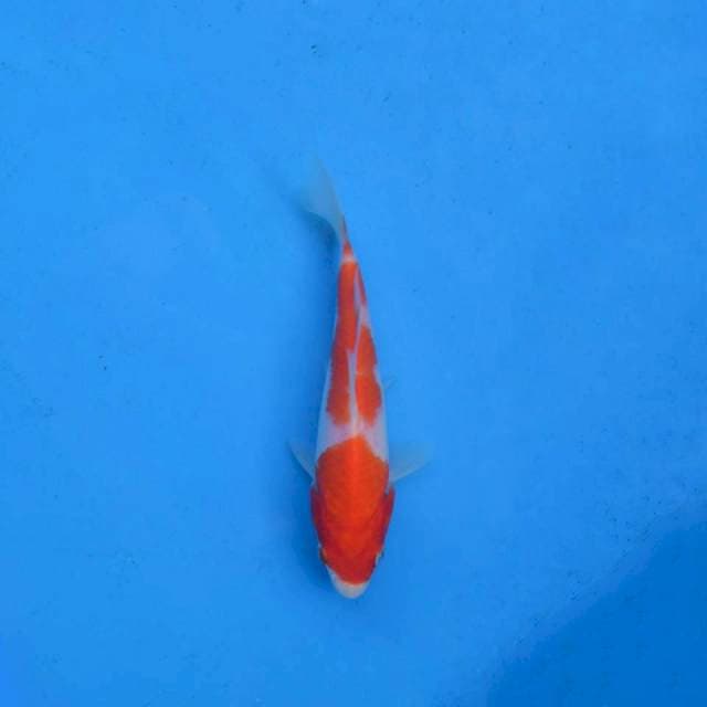 Kohaku Ori F1