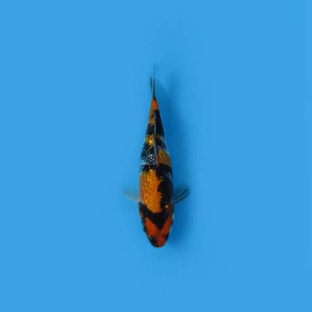 NEAR KOI - 21CM - HISHOGIN