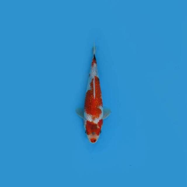 NEAR KOI - 21CM - TATE SHOGIN