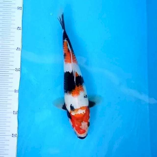 1. Showa || 31 cm