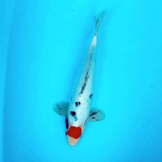 2. Tancho Sanke || 33 cm