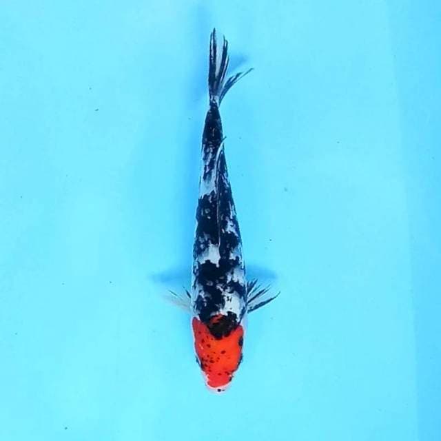 3. Tancho Showa Ori || 27 cm