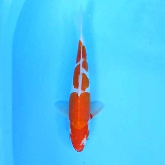 4. Doitsu Kohaku || 30 cm