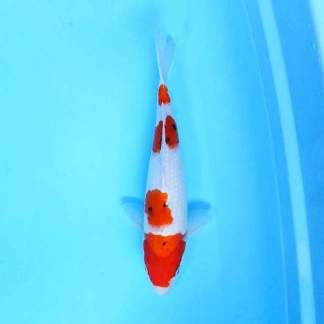 6. Sanke 4 Step || 34 cm