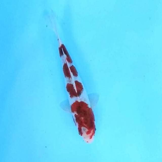7. Goromo 4 Step || 23 cm || Male