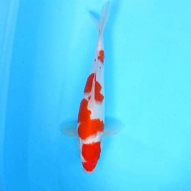 10. Kohaku || 29 cm
