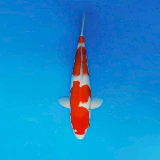HANA 1 - KOHAKU 3 STEPS ®