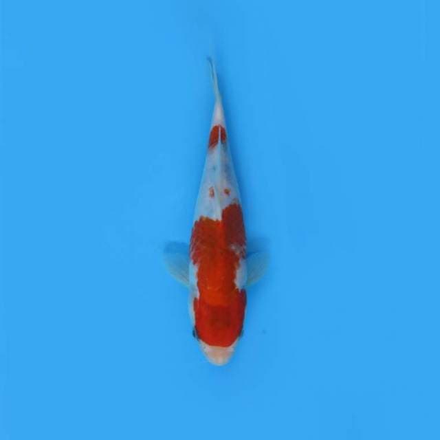 NEAR KOI - 20CM - SHOGIN