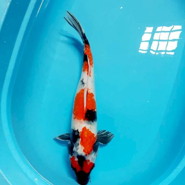 Indukan showa 55 cm