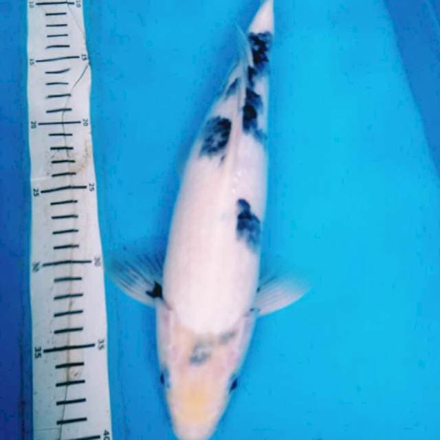 SHIRO JUMBO 37 cm male