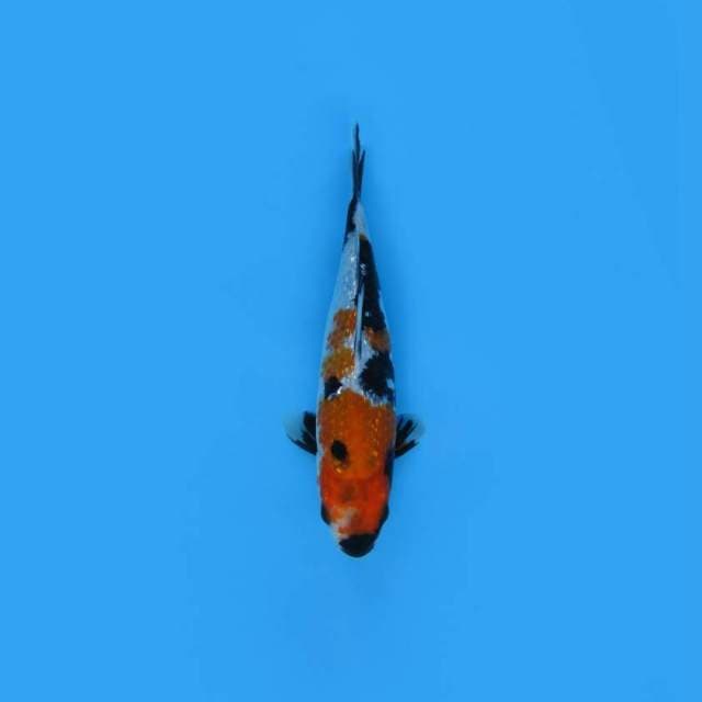 NEAR KOI - 22CM - SHOGIN