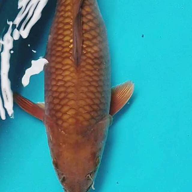Chagoi tembaga 35/cm
