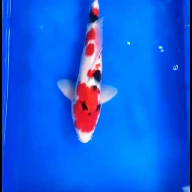 Taiso sasonko 41 cm jantan