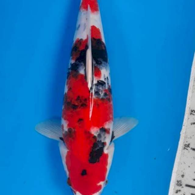 Showa 39cm