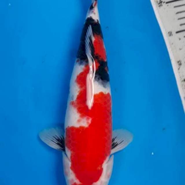Showa 38cm