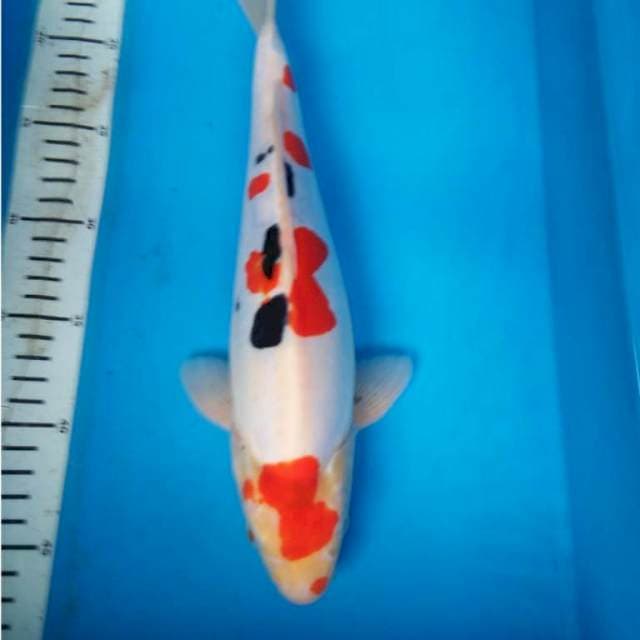 DoITSU SHOWA 32 cm