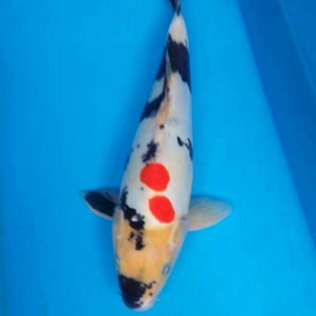 DOITSU SHOWA  27 cm