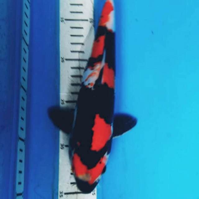 DOITSI SHOWA STRONG  27 cm