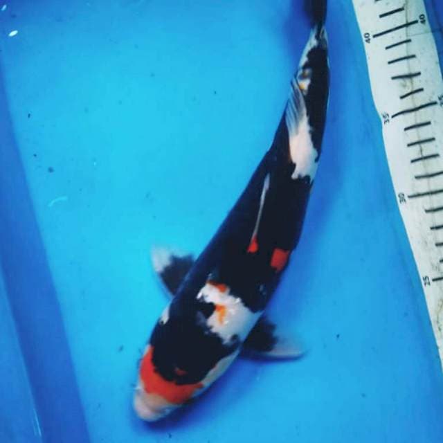 DOITSU SHOWA STRONG 32 cm