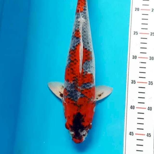 Goshiki HQ 36cm