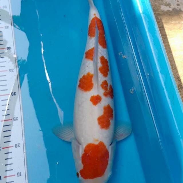 Kohaku Sakura 45cm
