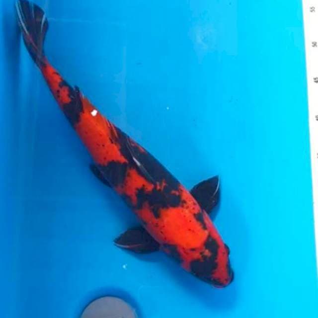 F1 Hi Utsuri 45cm