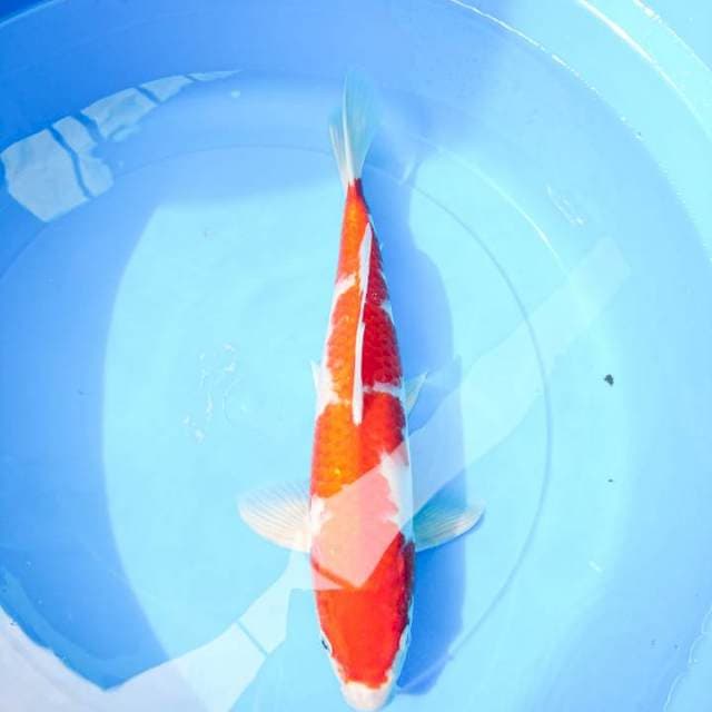 kohaku 34 cm