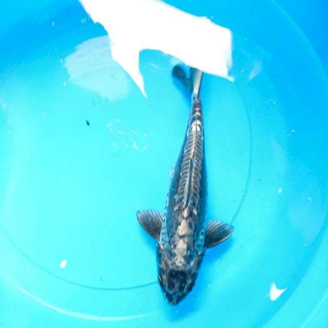kiko 29 cm