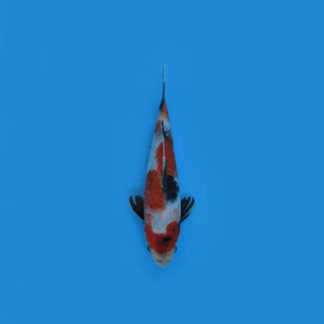 NEAR KOI - 22CM - SHOWA ORDINARY