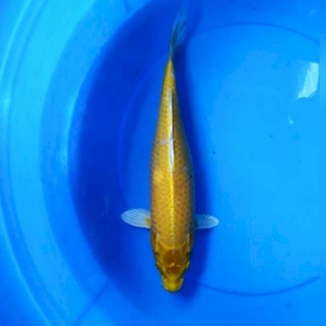 Ogon 35 cm