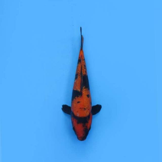 NEAR KOI - 25CM - HIUGIN