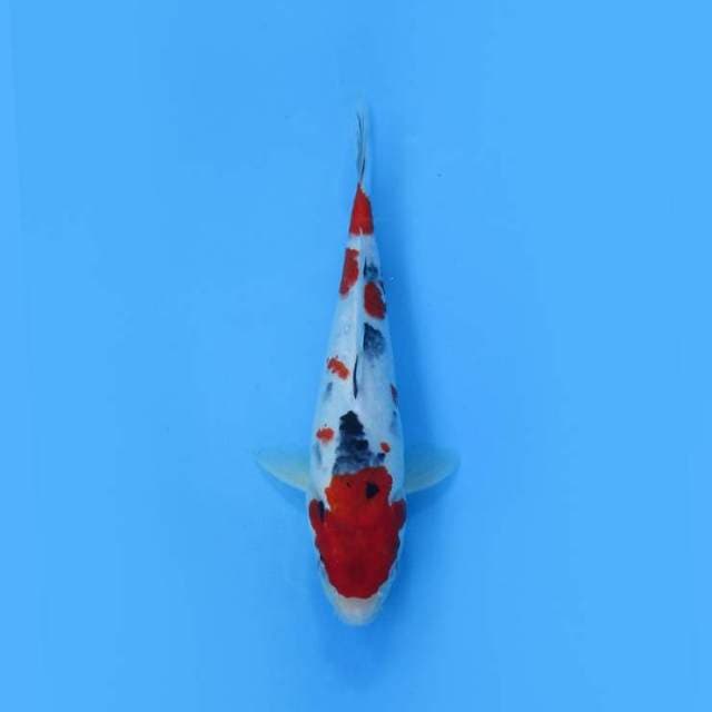 NEAR KOI - 27CM - KINDA SHOWA