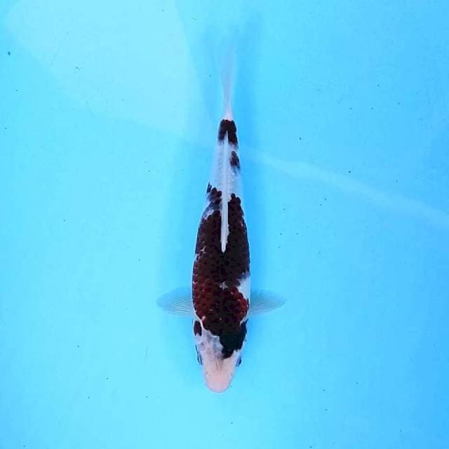 Goromo # 29cm