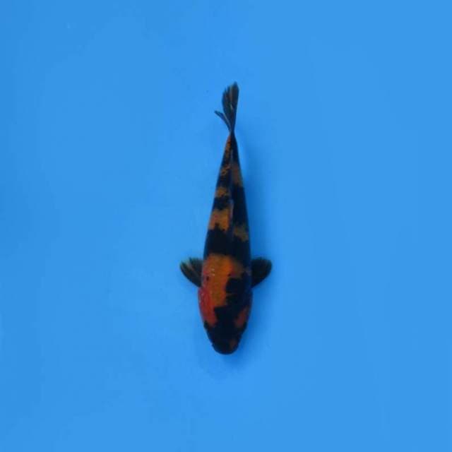 NEAR KOI - 21CM - HIUGIN