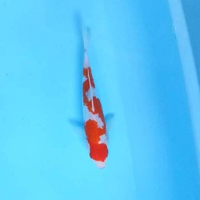 Kohaku Inazuma # 22cm