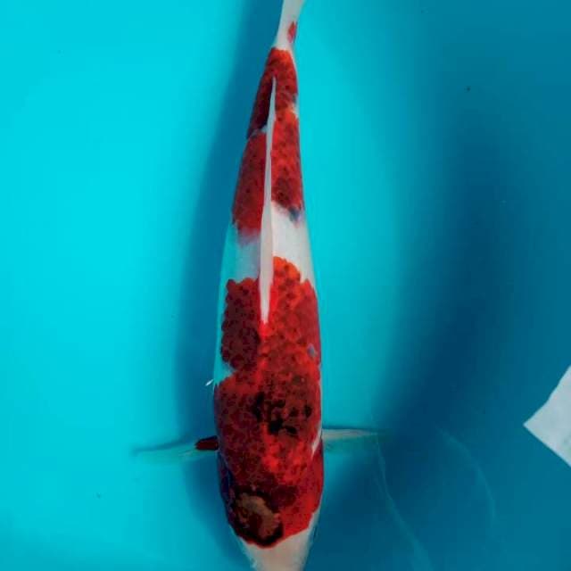 Goromo 30