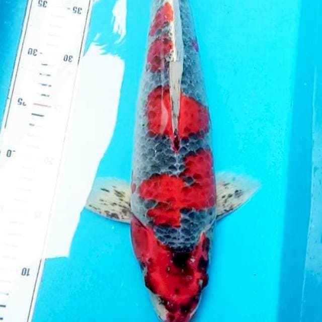 Goshiki Jumbo 42cm