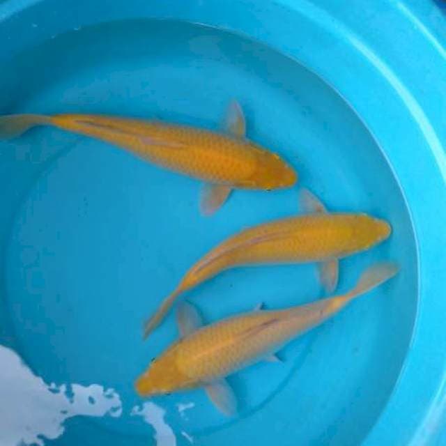 Karasi bersih 31-35cm